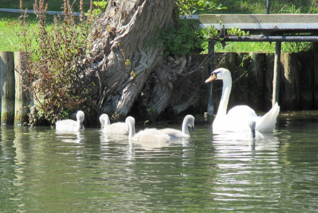 Colour photograph of one swan and five signets on the river next to a large tree trunk.